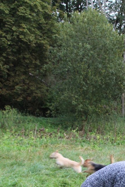 sázení památné kdoule